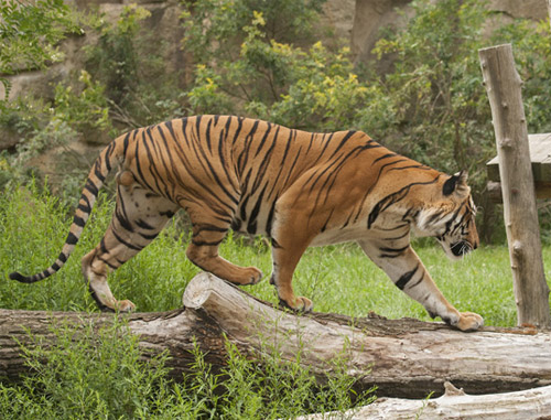 Explore JLR Kings Sanctuary